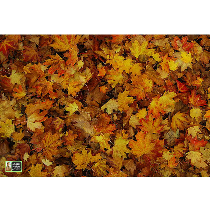 Leaves Playmat 1.5m x 1m